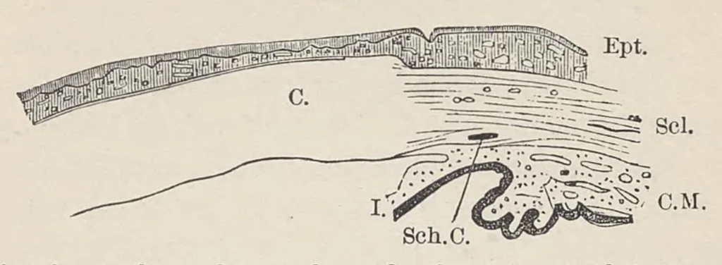 An illustration from Diseases of the eye, 1900, leaf 122