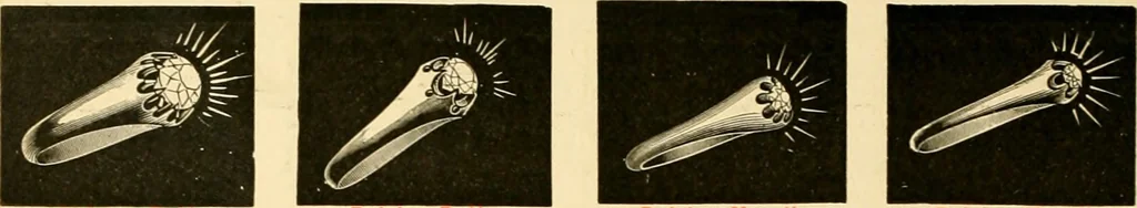 An illustration from 13th annual illustrated catalog, 1889 ... containing illustrations and prices of a few leading and staple styles of diamonds, watches, jewelry, silverware, clocks, canes, umbrellas, opera glasses, gold spectacles, eye glasses, etc., 1889, leaf 297