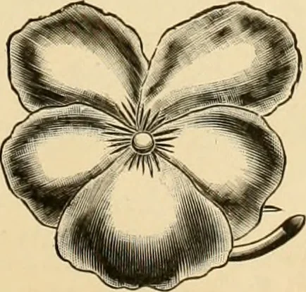 An illustration from 13th annual illustrated catalog, 1889 ... containing illustrations and prices of a few leading and staple styles of diamonds, watches, jewelry, silverware, clocks, canes, umbrellas, opera glasses, gold spectacles, eye glasses, etc., 1889, leaf 318