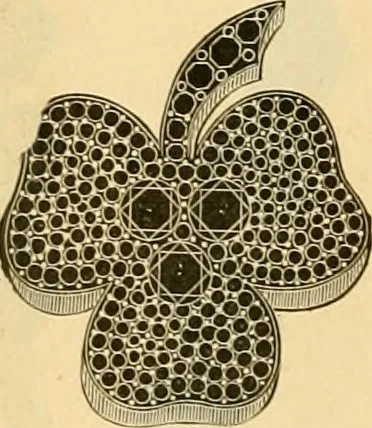 An illustration from 13th annual illustrated catalog, 1889 ... containing illustrations and prices of a few leading and staple styles of diamonds, watches, jewelry, silverware, clocks, canes, umbrellas, opera glasses, gold spectacles, eye glasses, etc., 1889, leaf 415
