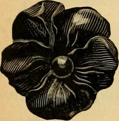 An illustration from 13th annual illustrated catalog, 1889 ... containing illustrations and prices of a few leading and staple styles of diamonds, watches, jewelry, silverware, clocks, canes, umbrellas, opera glasses, gold spectacles, eye glasses, etc., 1889, leaf 420