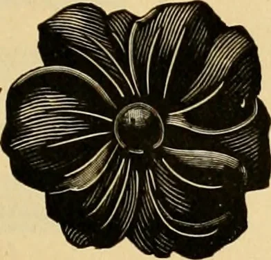An illustration from 13th annual illustrated catalog, 1889 ... containing illustrations and prices of a few leading and staple styles of diamonds, watches, jewelry, silverware, clocks, canes, umbrellas, opera glasses, gold spectacles, eye glasses, etc., 1889, leaf 420