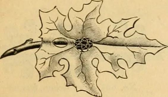 An illustration from 13th annual illustrated catalog, 1889 ... containing illustrations and prices of a few leading and staple styles of diamonds, watches, jewelry, silverware, clocks, canes, umbrellas, opera glasses, gold spectacles, eye glasses, etc., 1889, leaf 426