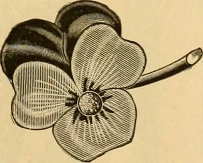 An illustration from 13th annual illustrated catalog, 1889 ... containing illustrations and prices of a few leading and staple styles of diamonds, watches, jewelry, silverware, clocks, canes, umbrellas, opera glasses, gold spectacles, eye glasses, etc., 1889, leaf 440