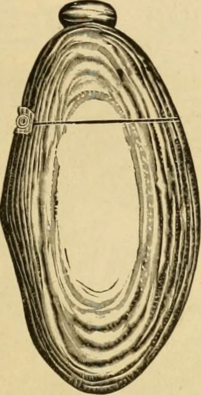 An illustration from 13th annual illustrated catalog, 1889 ... containing illustrations and prices of a few leading and staple styles of diamonds, watches, jewelry, silverware, clocks, canes, umbrellas, opera glasses, gold spectacles, eye glasses, etc., 1889, leaf 98