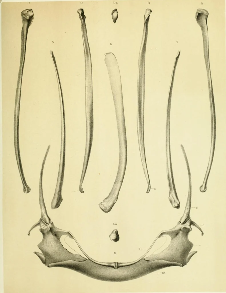 An illustration from Report of the geological exploration of the fortieth parallel, 1870, leaf 254