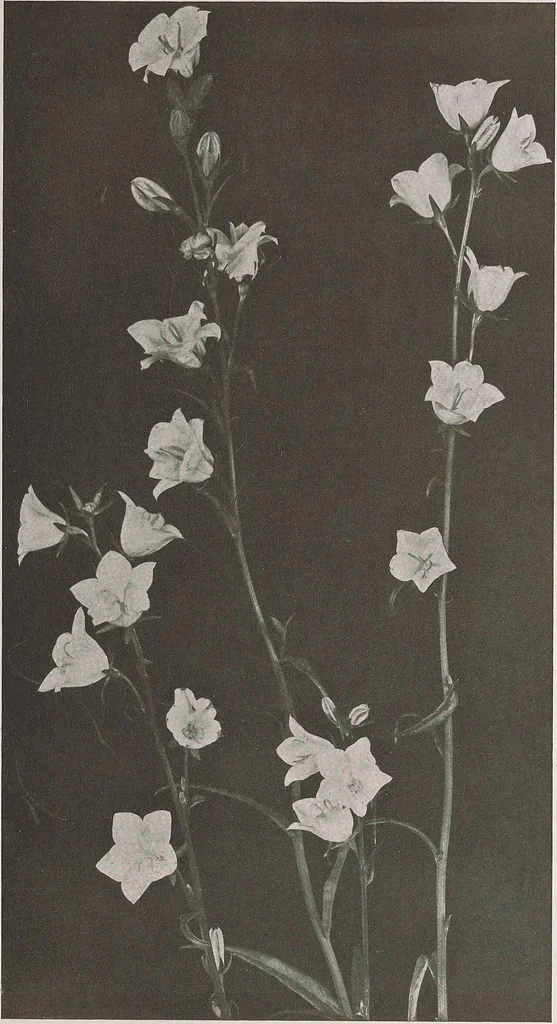 An illustration from Keramic studio, 1899, leaf 212