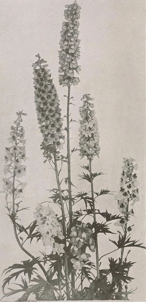 An illustration from Keramic studio, 1899, leaf 207