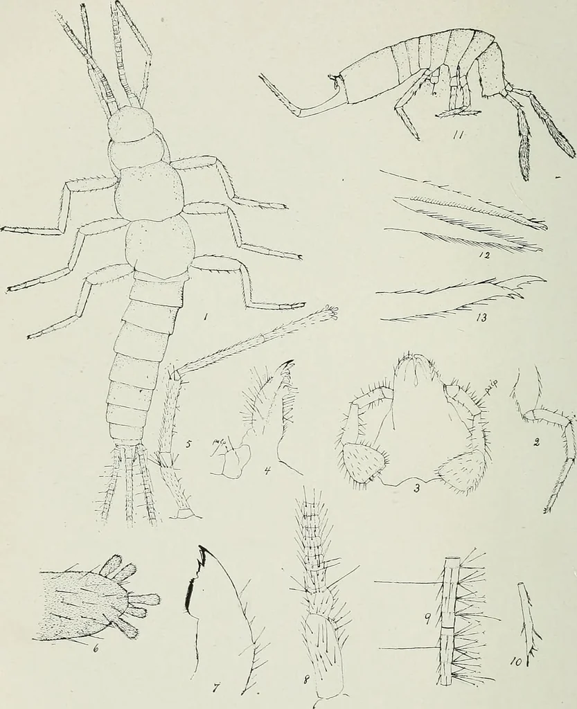 An illustration from Transactions, 1879, leaf 431
