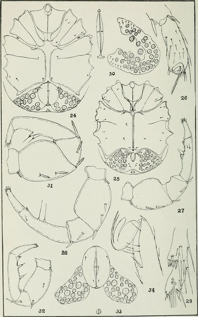 An illustration from Transactions, 1879, leaf 611