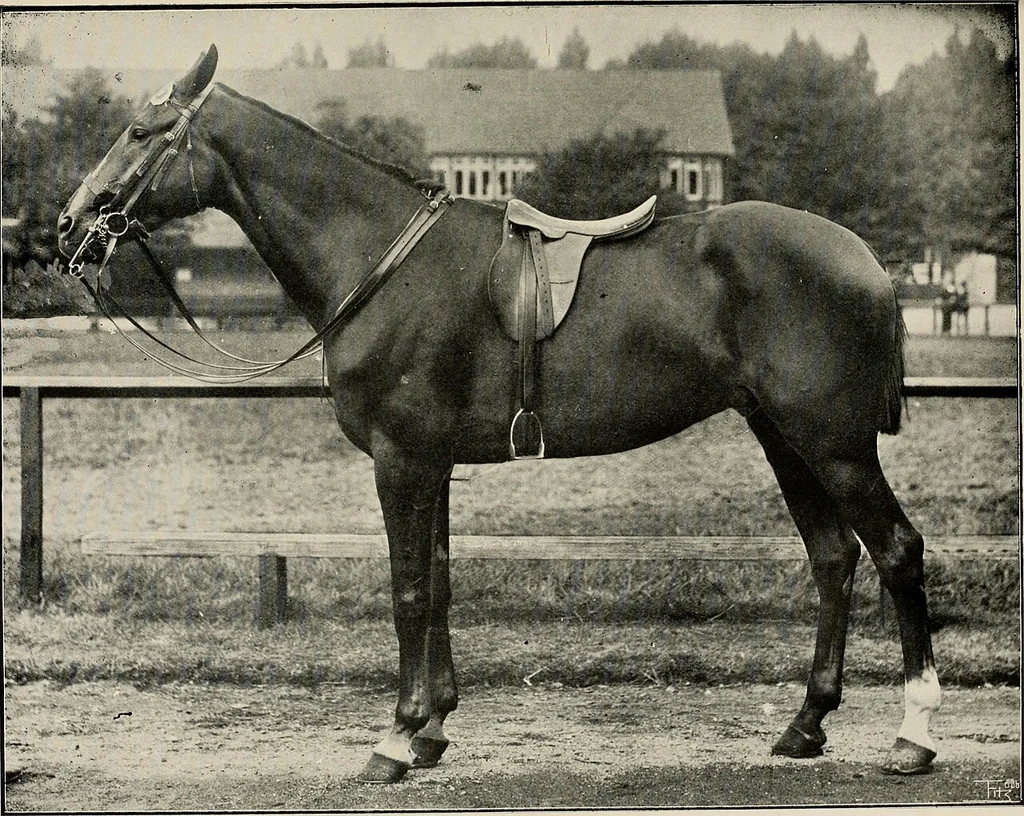 An illustration from Ireland; industrial and agricultural, 1902, leaf 416