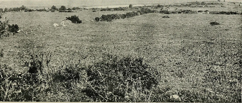 An illustration from Ireland; industrial and agricultural, 1902, leaf 33