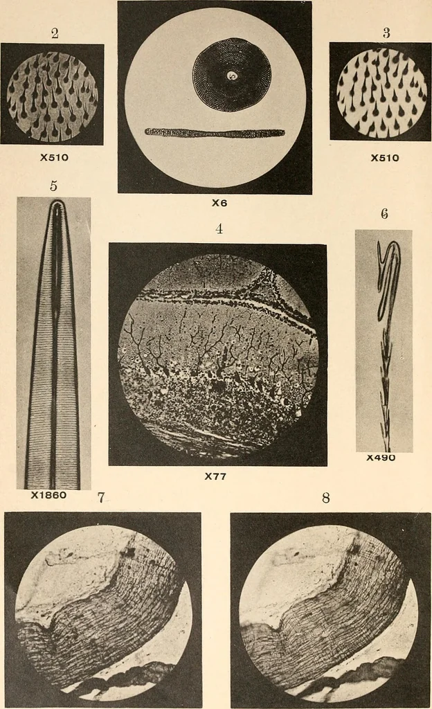 An illustration from The microscope and its revelations, 1901, leaf 7