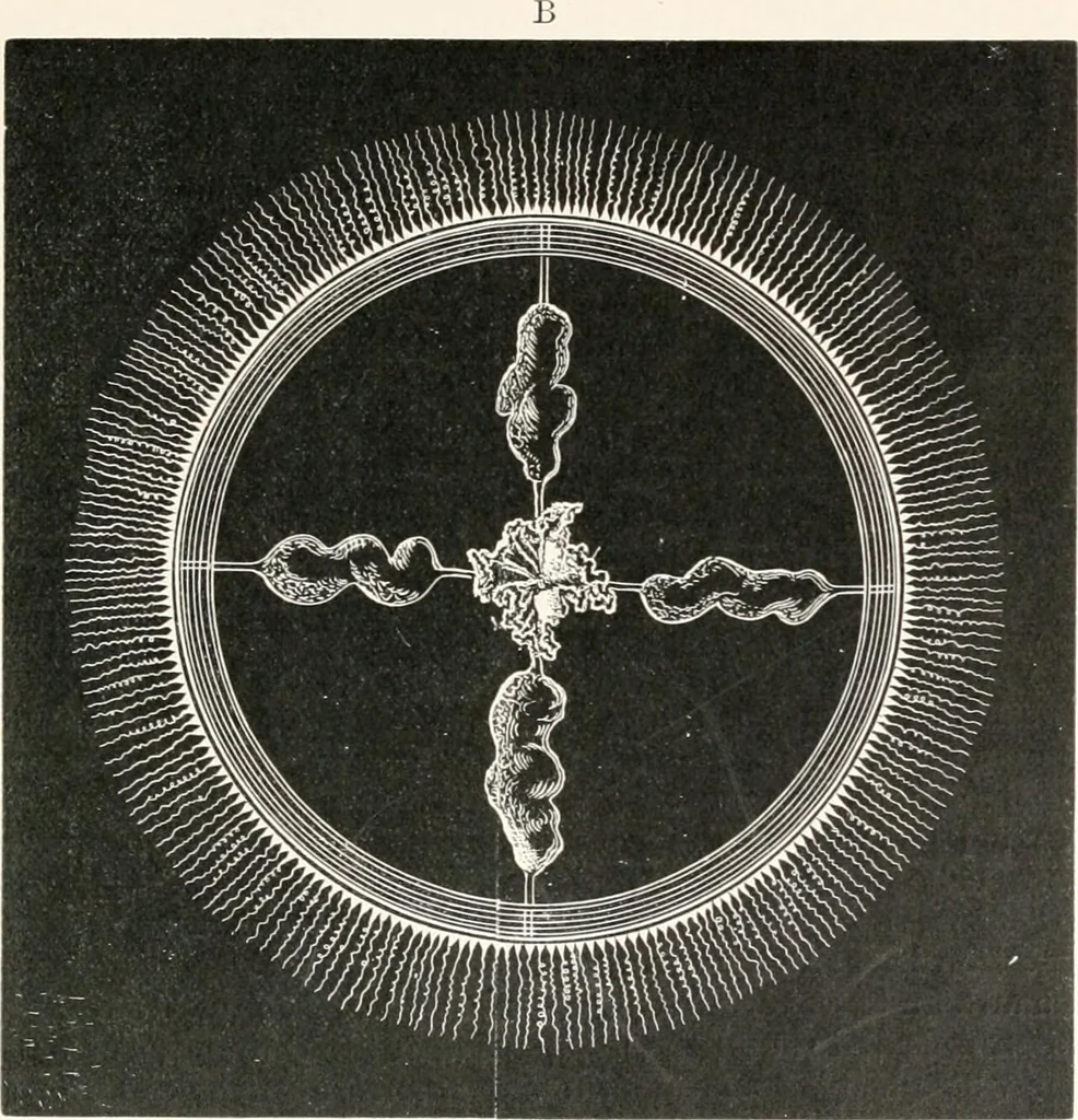 An illustration from The microscope and its revelations, 1901, leaf 932
