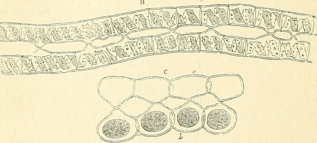 An illustration from The microscope and its revelations, 1856, leaf 379