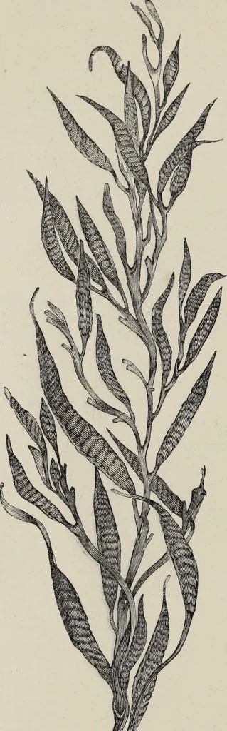 An illustration from Art-studies from nature, as applied to design : for the use of architects, designers, and manufacturers, 1872, leaf 125
