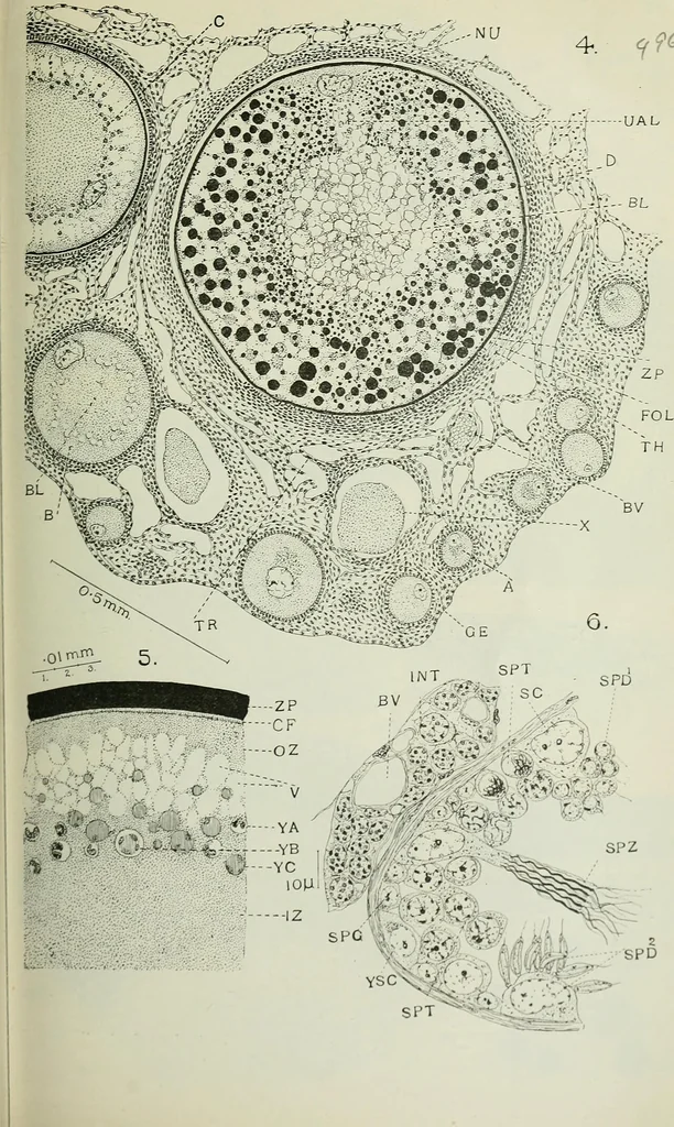An illustration from Quarterly journal of microscopical science, 1853, leaf 540