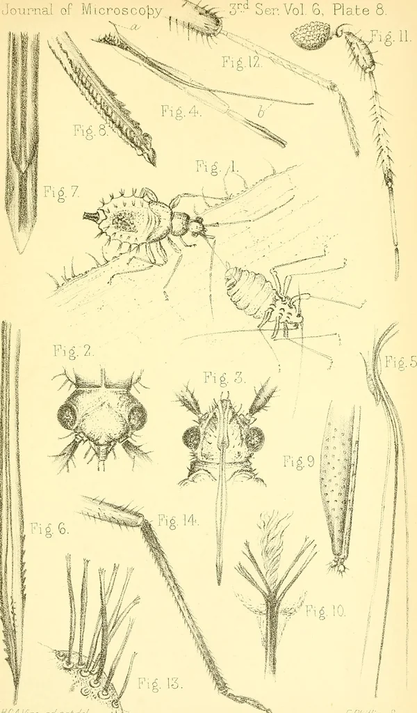 An illustration from The Journal of microscopy and natural science, 1896, leaf 200