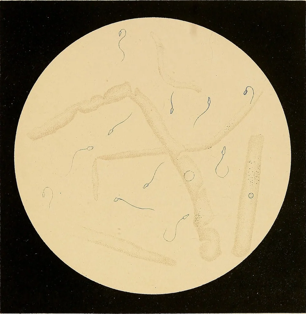 An illustration from An atlas of clinical microscopy, 1885, leaf 264