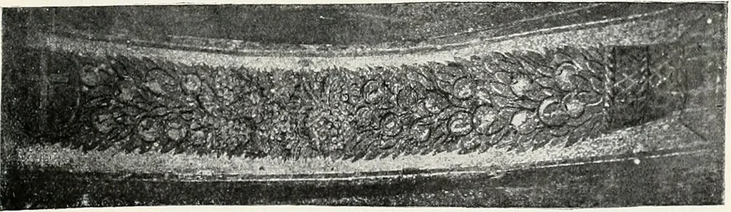 An illustration from Die Mosaiken der Christlichen Ära. 1. t: Die Wandmosaiken von Ravenna, 1905, leaf 330