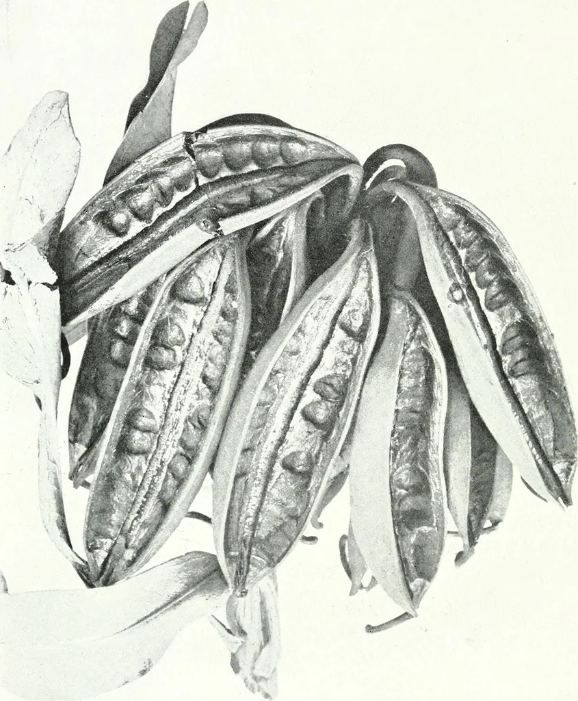An illustration from The Australian flora in applied art, 1915, leaf 107