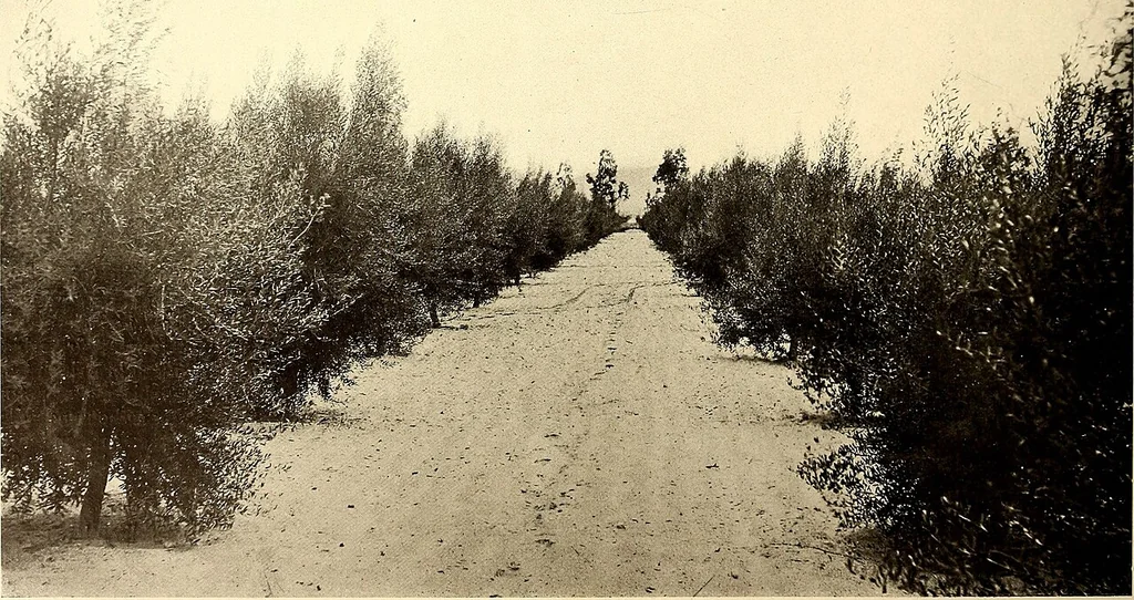 An illustration from American homes and gardens, 1905, leaf 189