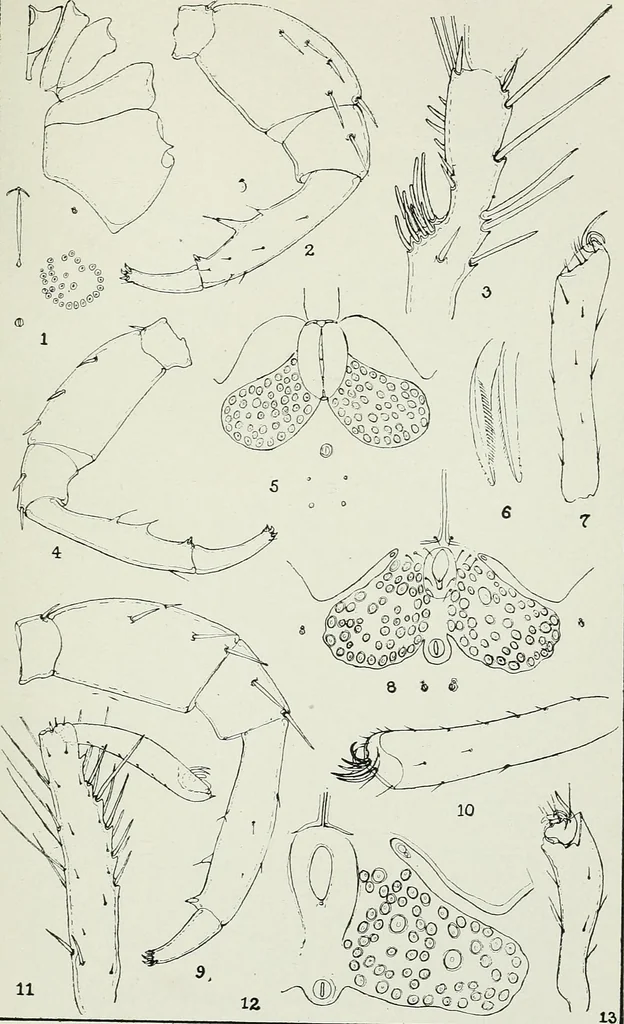 An illustration from Transactions, 1879, leaf 606