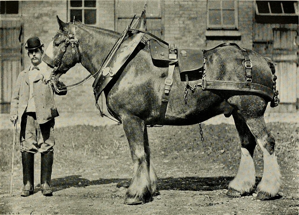 An illustration from Ireland; industrial and agricultural, 1902, leaf 633