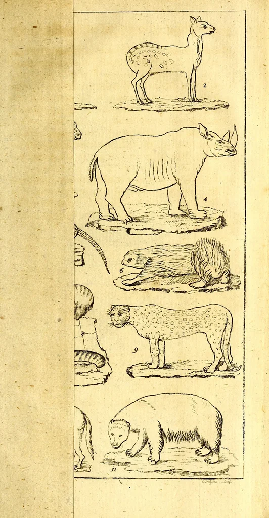 An illustration from Versuch einer Anleitung zur Kenntniss und Geschichte der Thiere und Mineralien : für akademische Vorlesungen entworfen, und mit den nöthigsten Abbildungen versehen, 1788, leaf 540