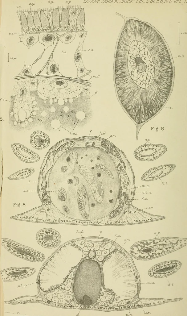 An illustration from Quarterly journal of microscopical science, 1853, leaf 495