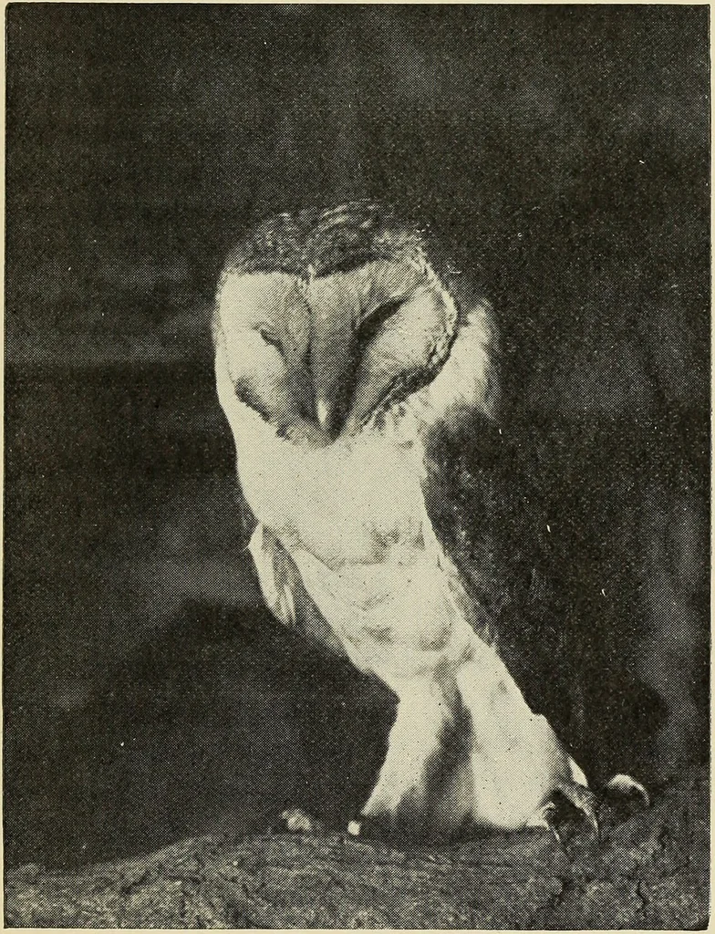 An illustration from Art crafts for amateurs, 1901, leaf 214