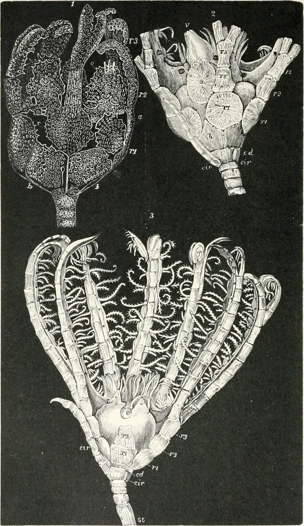 An illustration from The microscope and its revelations, 1901, leaf 961