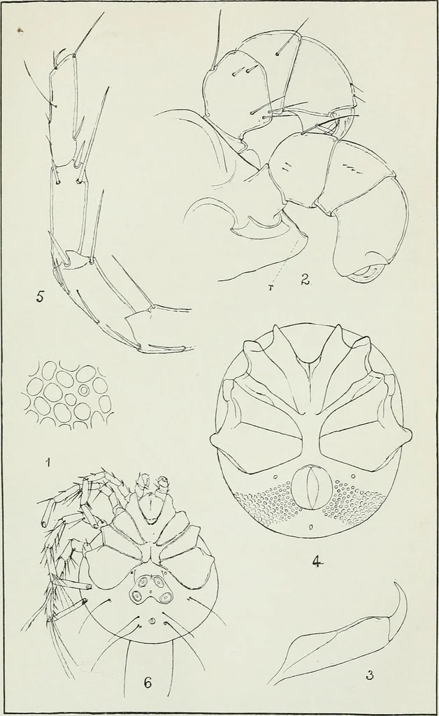 An illustration from Transactions, 1879, leaf 168