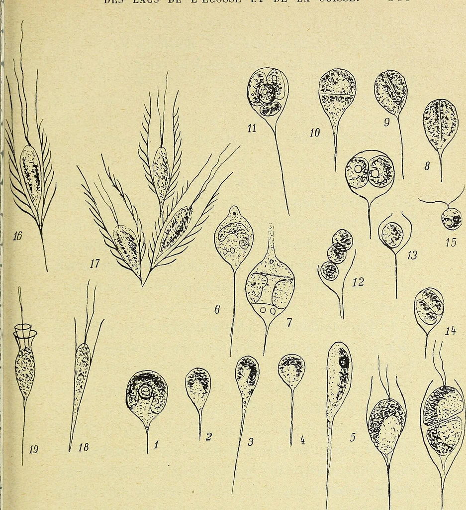 An illustration from Archives des sciences physiques et naturelles, 1896, leaf 374