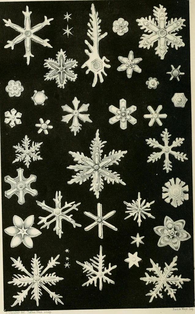 An illustration from Quarterly journal of microscopical science, 1853, leaf 307