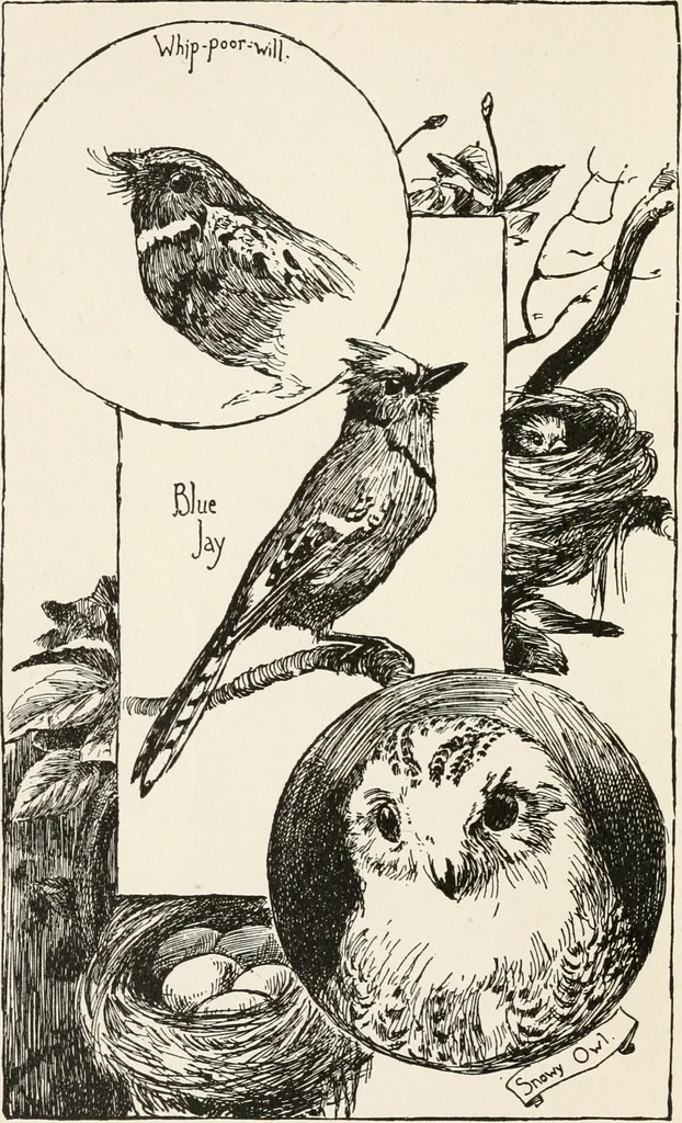 An illustration from In the child's world : morning talks and stories for kindergartens, primary schools and homes, 1893, leaf 29