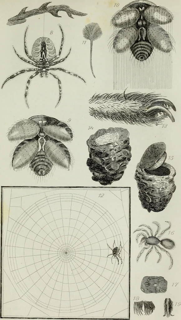 An illustration from The textile manufactures of the ancients : embracing the history of silk, linen, cotton, wool, and other fibrous substances : deduced from Yate's (sic) Textrinum antiquorum, and other authentic sources, 1873, leaf 208