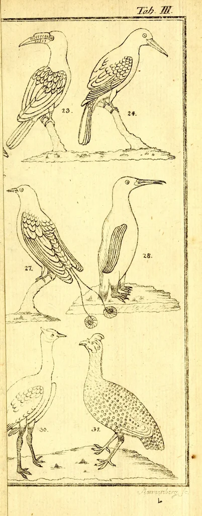 An illustration from Versuch einer Anleitung zur Kenntniss und Geschichte der Thiere und Mineralien : für akademische Vorlesungen entworfen, und mit den nöthigsten Abbildungen versehen, 1788, leaf 548