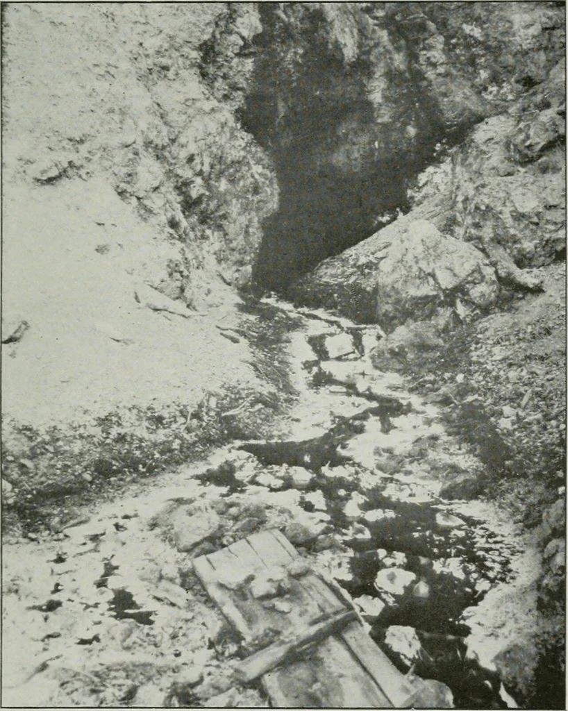An illustration from Bulletin, 1905, leaf 54