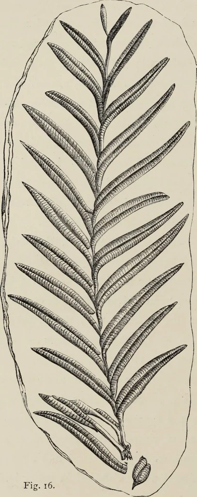 An illustration from Art-studies from nature, as applied to design : for the use of architects, designers, and manufacturers, 1872, leaf 213
