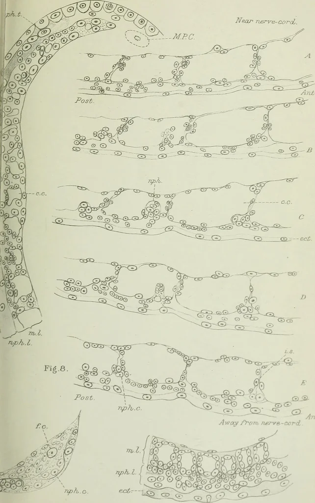 An illustration from Quarterly journal of microscopical science, 1853, leaf 124