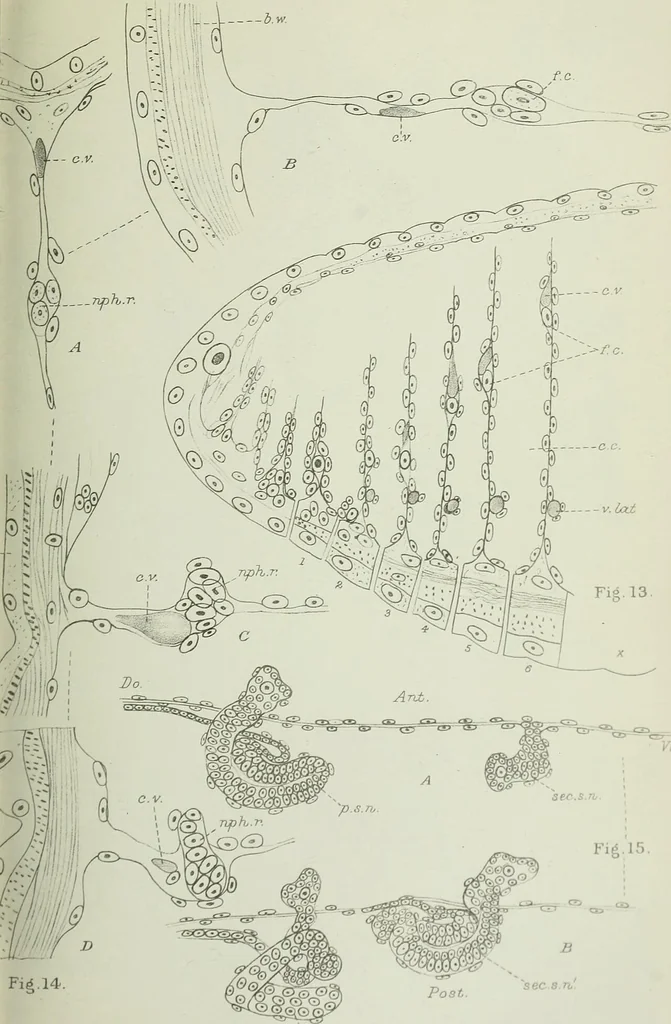 An illustration from Quarterly journal of microscopical science, 1853, leaf 128