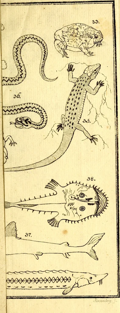 An illustration from Versuch einer Anleitung zur Kenntniss und Geschichte der Thiere und Mineralien : für akademische Vorlesungen entworfen, und mit den nöthigsten Abbildungen versehen, 1788, leaf 552