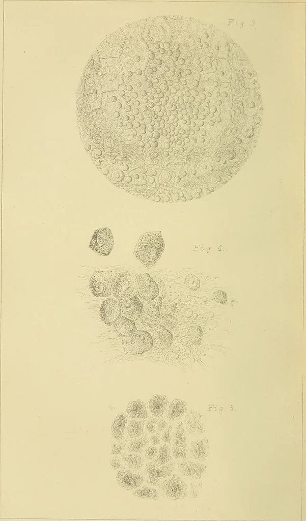 An illustration from Monthly microscopical journal: transactions of the Royal Microscopical Society, and record of histological research at home and abroad, 1869, leaf 61