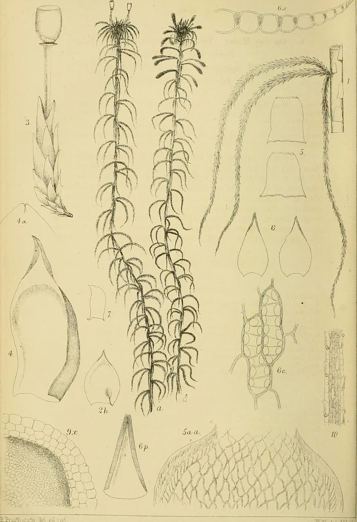 An illustration from Monthly microscopical journal: transactions of the Royal Microscopical Society, and record of histological research at home and abroad, 1869, leaf 305