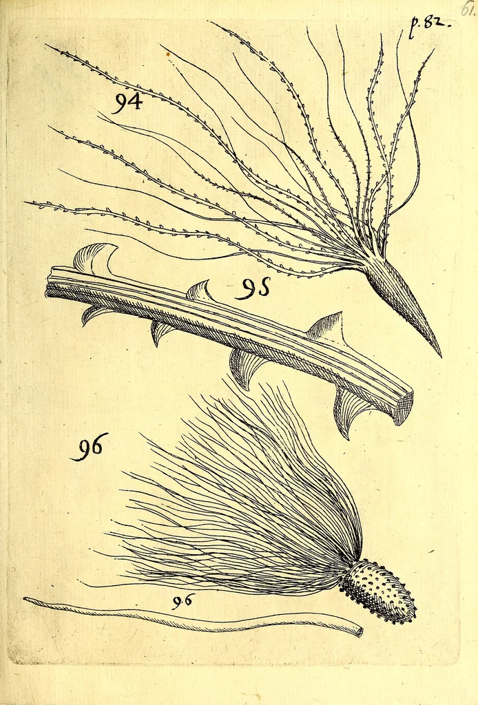 An illustration from Obseruationes circa viuentia, quæ in rebus non viuentibus reperiuntur : Cum micrographia curiosa siue Rerum minutissimarum obseruationibus, quæ ope microscopij recognitæ ad viuum exprimuntur : his accesserunt aliquot animalium testaceorum icones non antea in lucem editæ : omnia curiosorum naturæ exploratorum vtilitati & iucunditati expressa & oblata, 1691, leaf 608