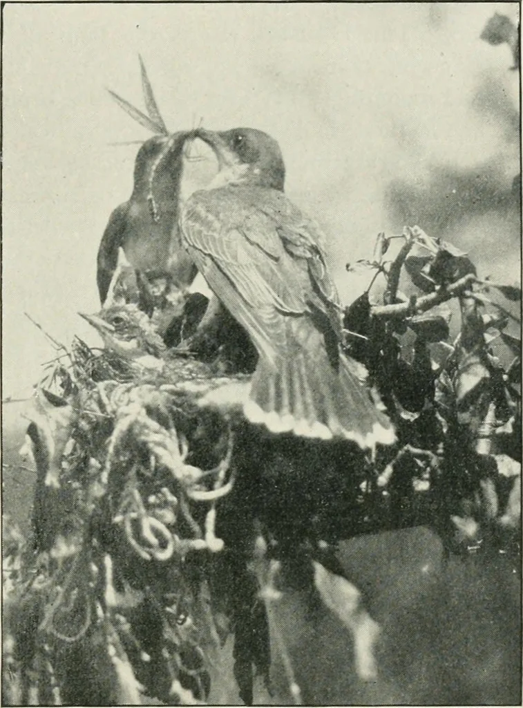 An illustration from Journal of applied microscopy and laboratory methods, 1901, leaf 442