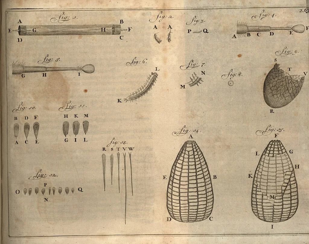 An illustration from Arcana naturae detecta, 1695, leaf 298