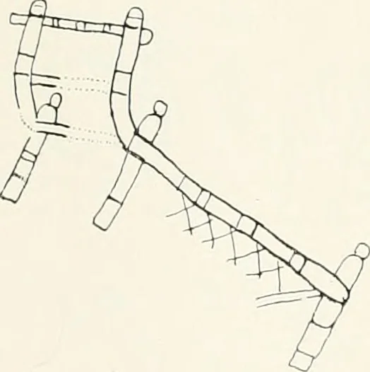 An illustration from Die Mosaiken der Christlichen Ära. 1. t: Die Wandmosaiken von Ravenna, 1905, leaf 318