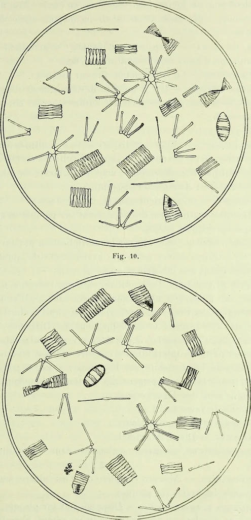 An illustration from Archives des sciences physiques et naturelles, 1919, leaf 372